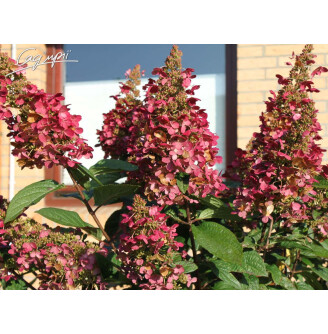 Гортензія волотиста 'Wim's Red' ®