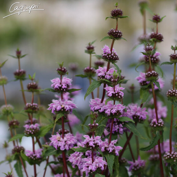 Зопник клубненосный 'Bronze Flamingo', C3 - - 3