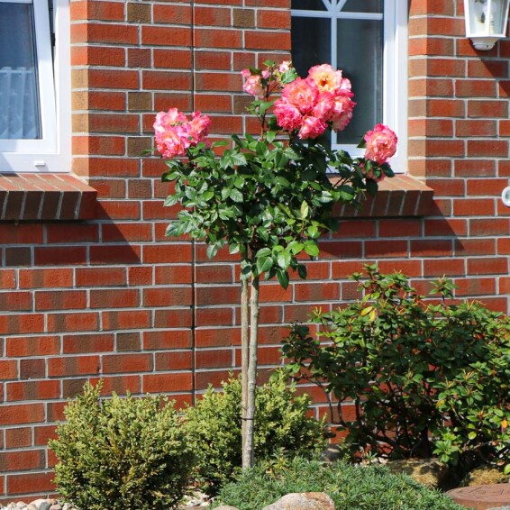 Роза английская парковая 'Augusta Luise' - 10