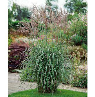 Мискантус китайский 'Silberfeder'