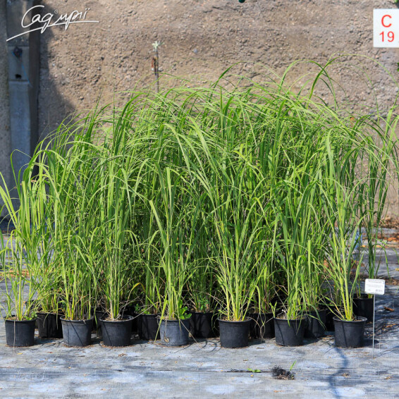 Спартина гребенчатая 'Aureomarginata' - 5