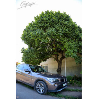 Вяз малый 'Jacqueline Hillier'