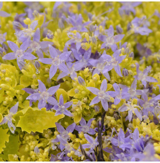 Дзвоник гарганський 'Dickson's Gold'