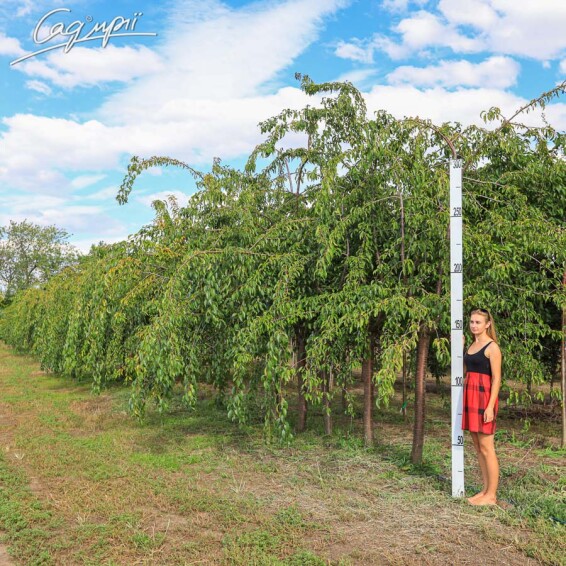 Сакура мелкопильчатая 'Kiku-shidare' #1, WRB 25--30 200-250 St. 180-200 - 5