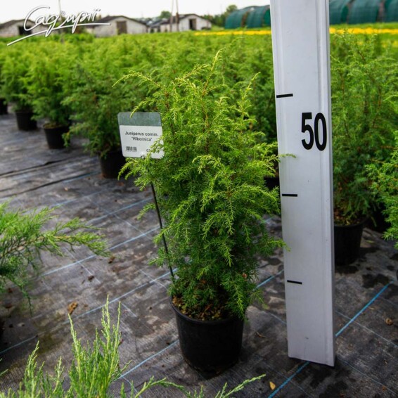 Ялівець звичайний 'Hibernica' - 1