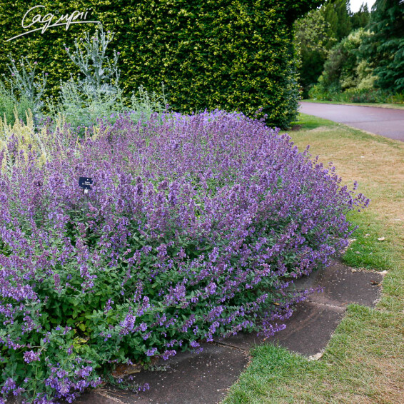 Котовник Фассена 'Six Hills Giant' - 1