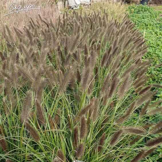 Пенісетум лисохвістний 'Moudry', С1 - - 5