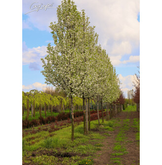 Груша Каллеріана 'Chanticleer'