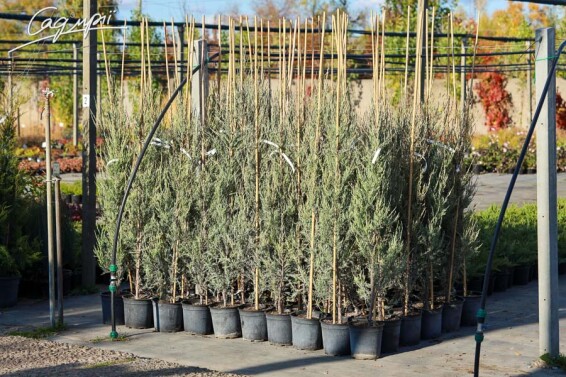 Можжевельник скальный 'Skyrocket' - 5