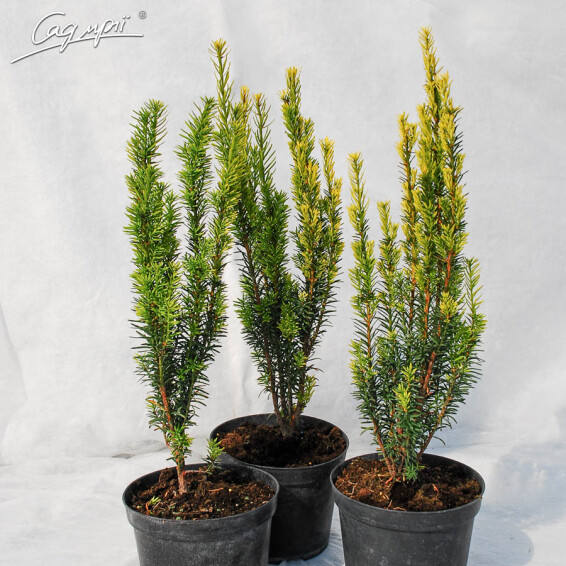 Тис середній 'Green Rocket', WRB - 125-150 - - 3