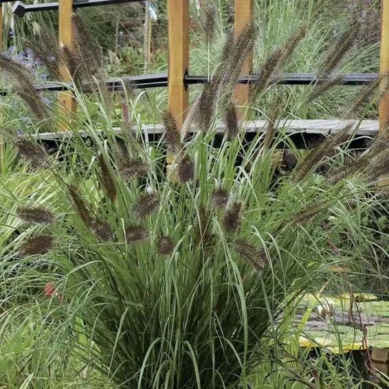Пенісетум лисохвістний 'Black Beauty', С1 - - 1
