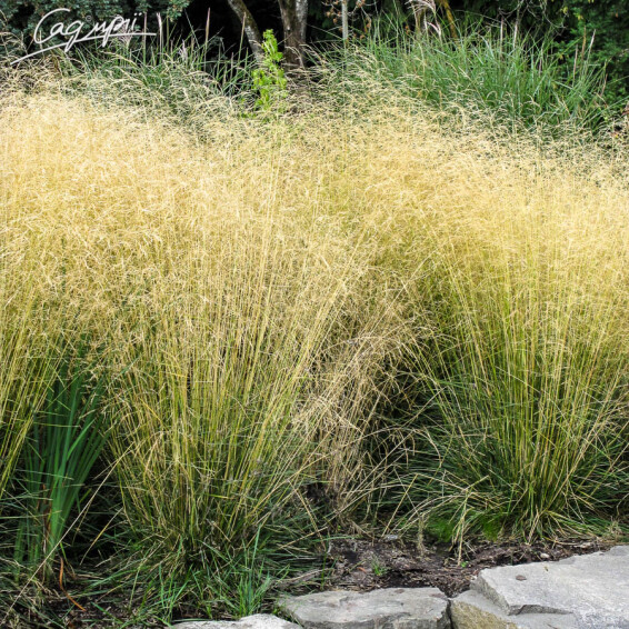 Щучник дернистий 'Goldtau' - 3