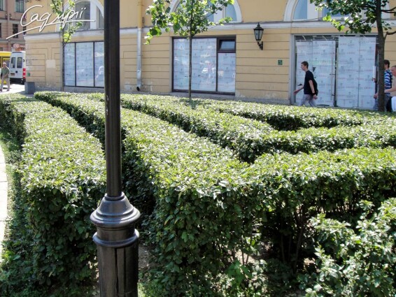 Кизильник блискучий - 2