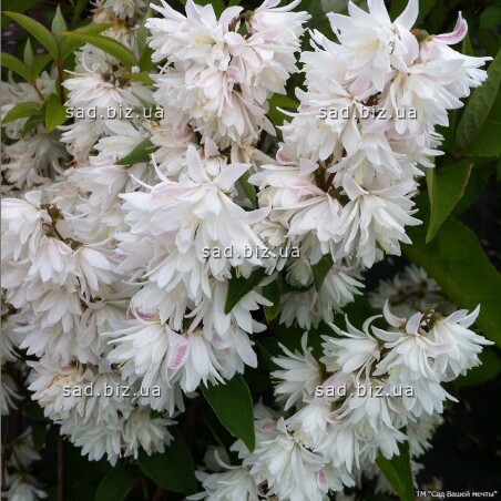 Дейция - восточная красавица Дейция - восточная красавица