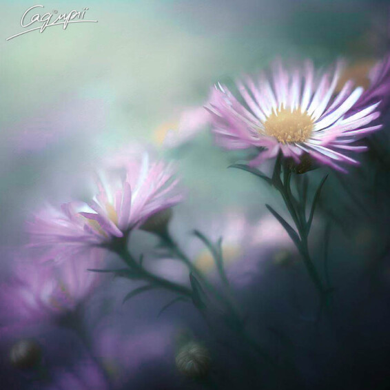 Айстра кущова 'Peter Harrison', C2 - - 1 Айстра кущова 'Peter Harrison', C2 - - 1