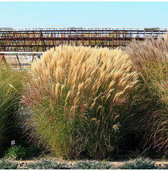 Міскантус 'Silberspinne'