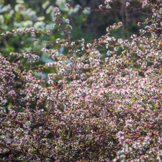 Айстра бококвіткова 'Horizontalis' - 5 Айстра бококвіткова 'Horizontalis' - 5