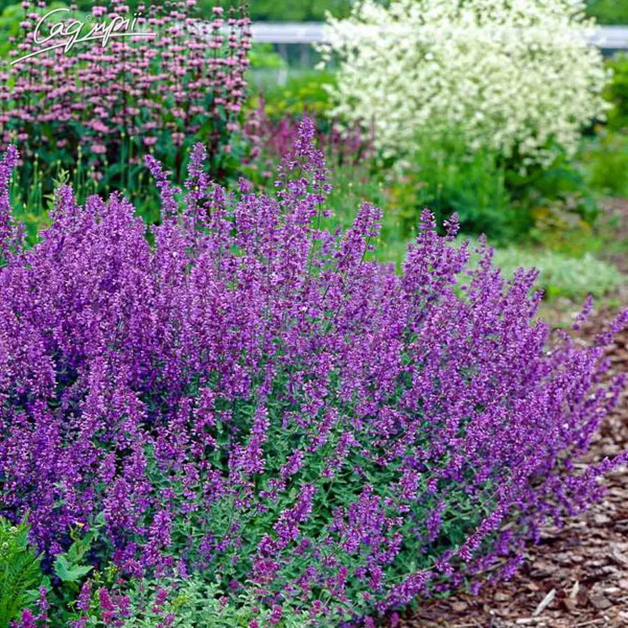 Котовник Фассена “Hill Grounds”