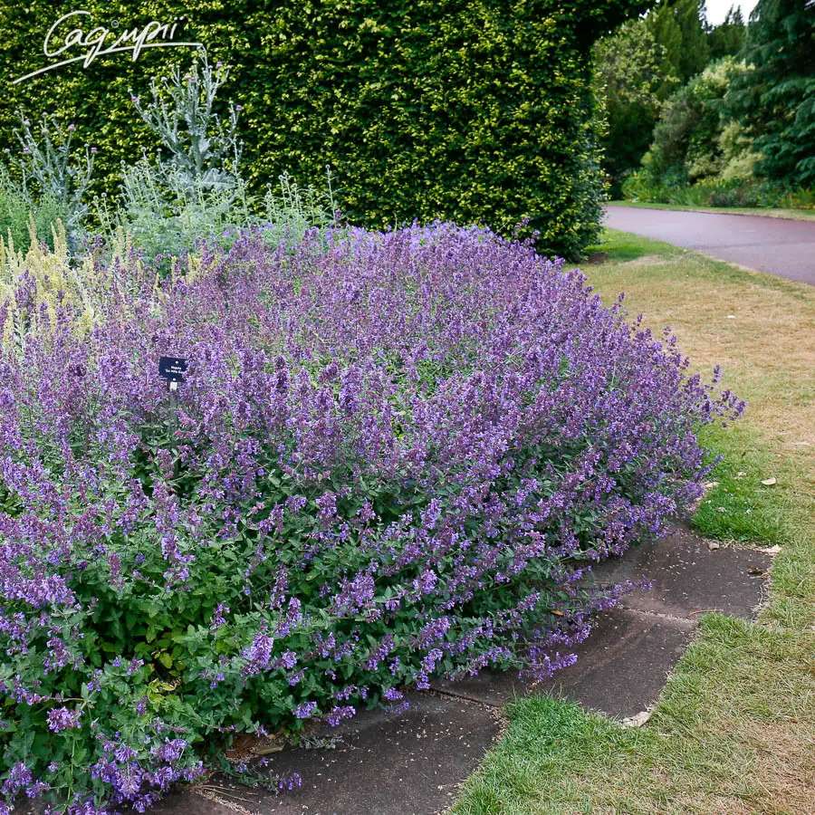 Котовник Фассена “Six Hills Giant”